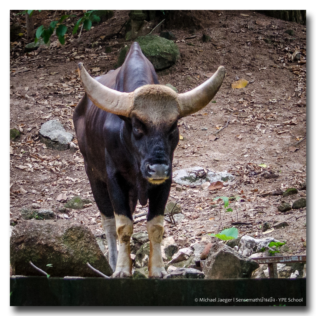 wild-beast-2.jpg