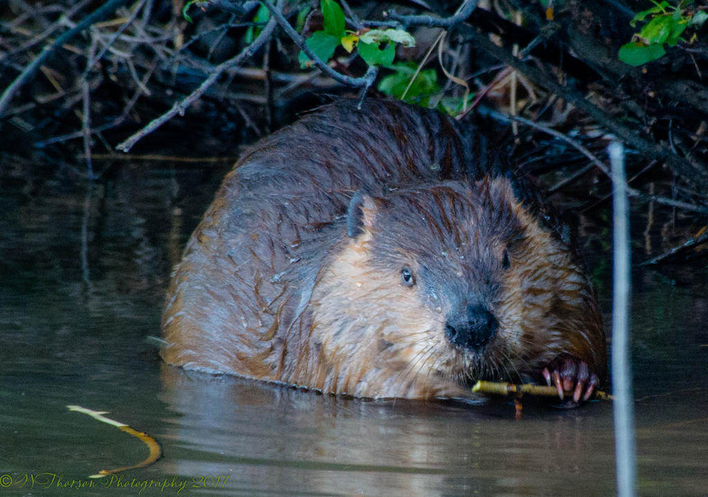 Wild Beaver at Lost Creek Reservoir #1 6-14-2017.jpg