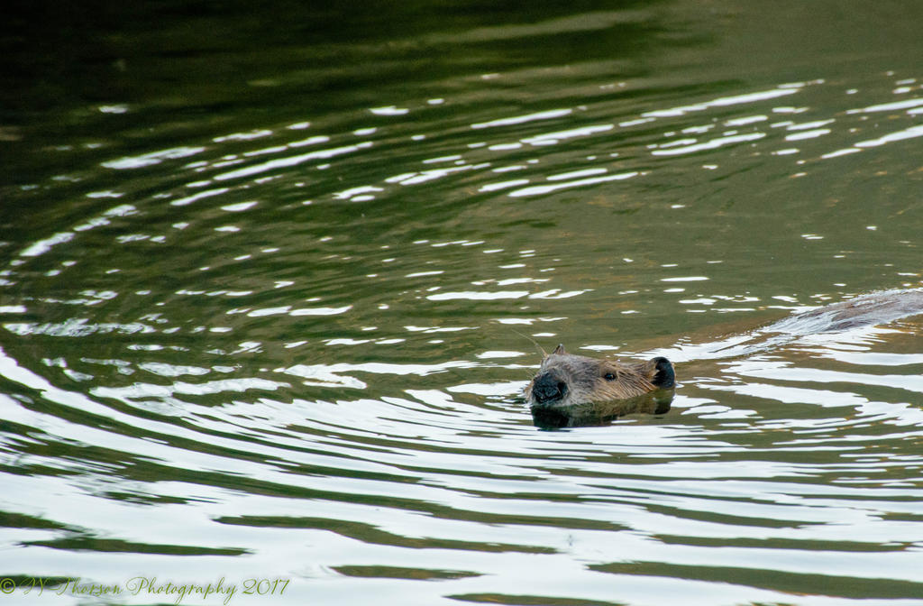 Wild Beaver Swimming at Lost Creek Reservoir #1 6-14-2017.jpg