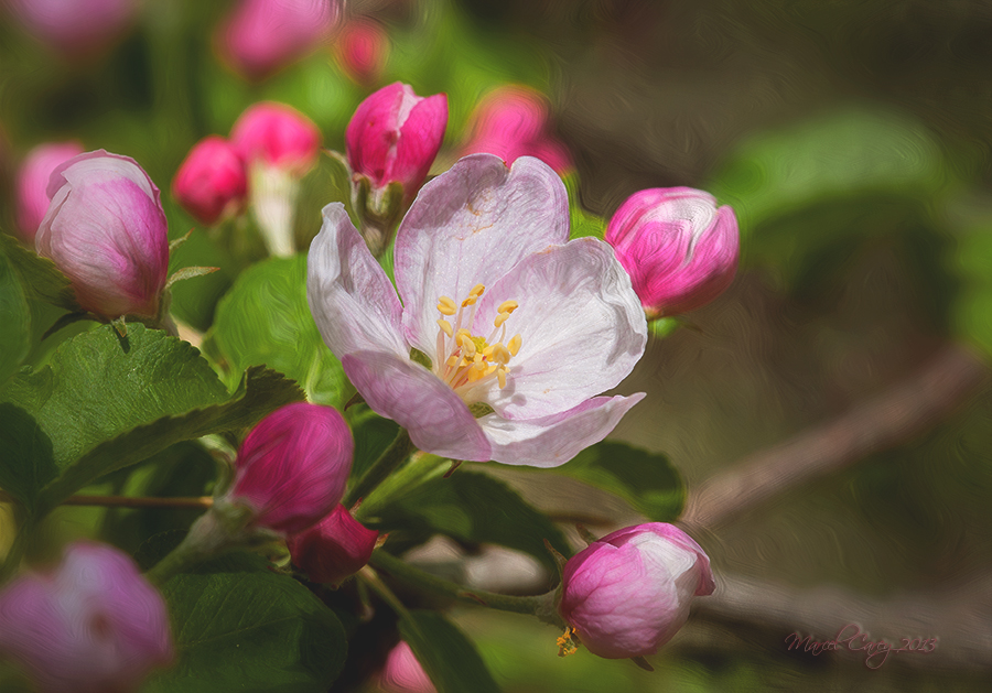 wild blossom filtered.jpg
