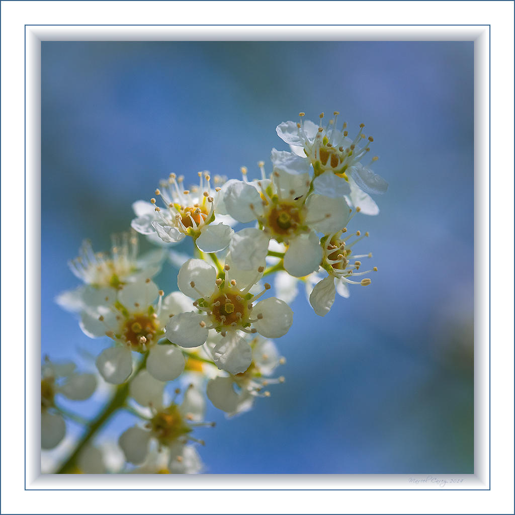 Wild cherry blossoms.jpg