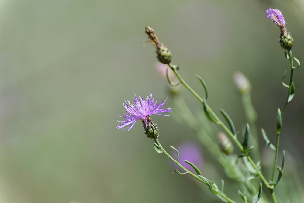 Wild flower--2.jpg