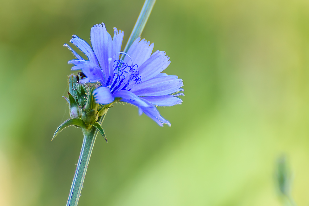 Wild flower-.jpg