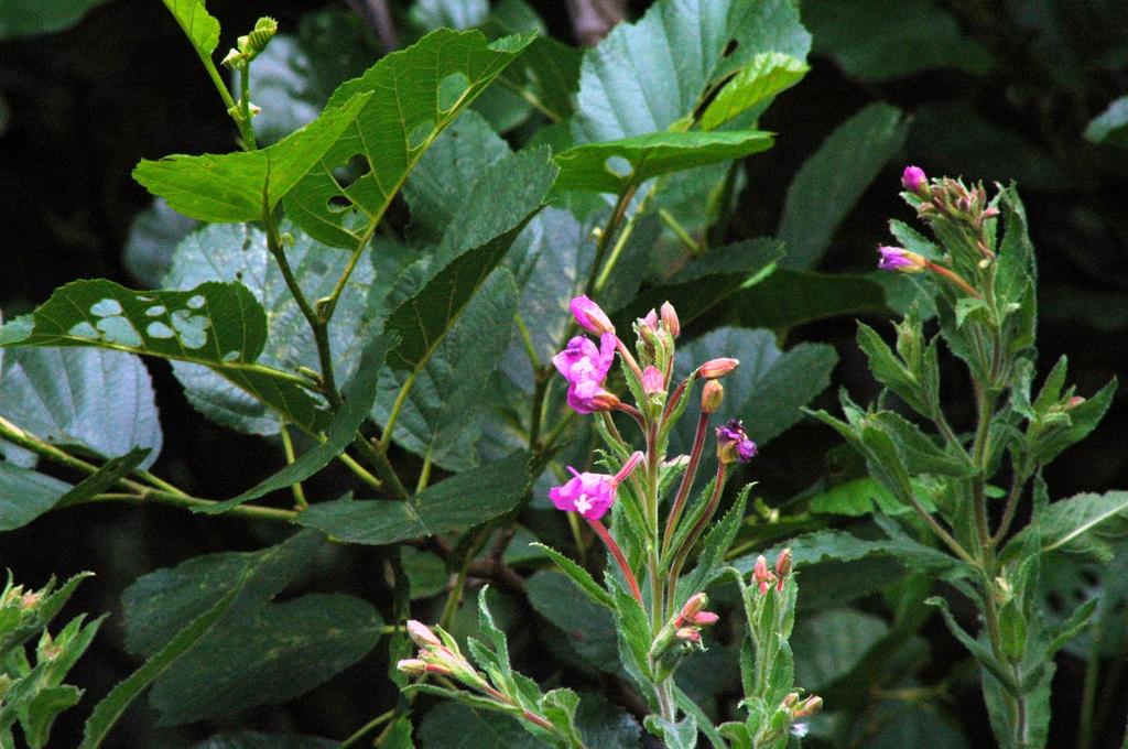 Wild Flower Power - I saw this beautiful little plant          with its sun kissed little flowers struggling          for life on a toe path edge by a Canal that was over grown with  with such beauty,not man made but teaming with wildlife  that knew how to survive ,a beautiful vision.Brian.
