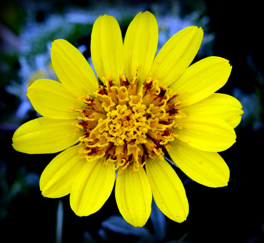 WILD FLOWERS 020.JPG