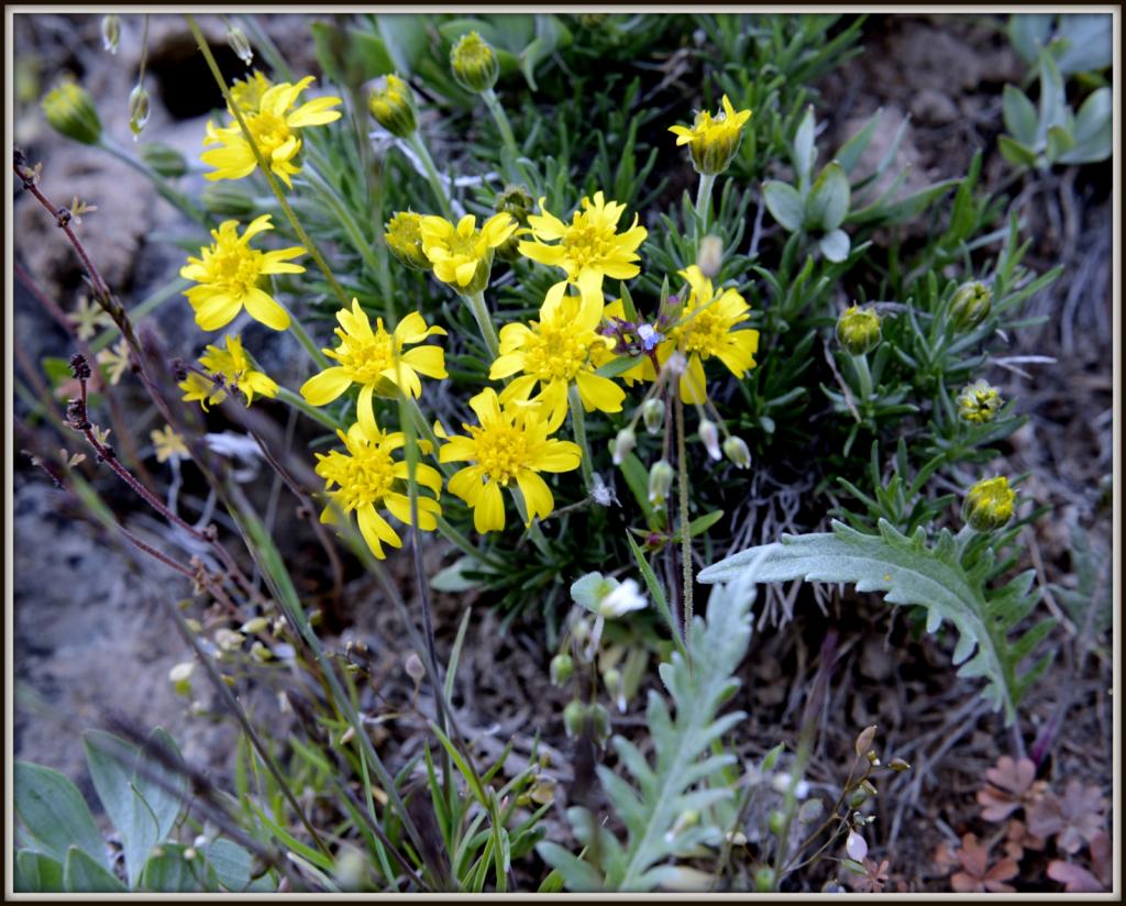 WILD FLOWERS 031.jpg