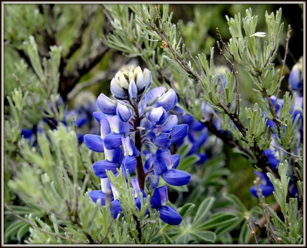 WILD FLOWERS 035.jpg