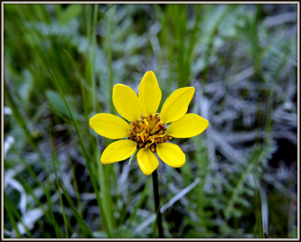 WILD FLOWERS 039.jpg