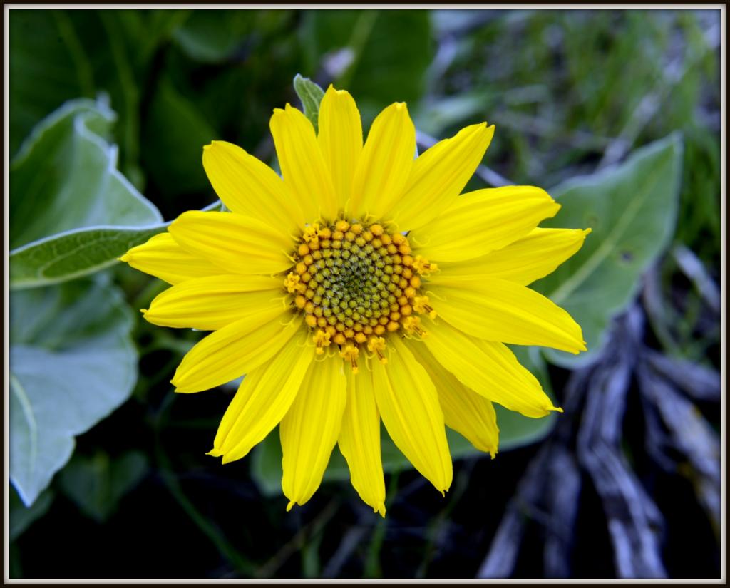 WILD FLOWERS 045.jpg