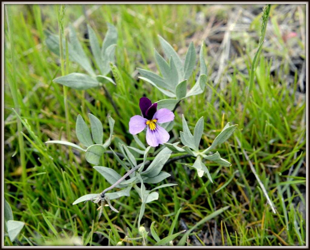 WILD FLOWERS 051.jpg