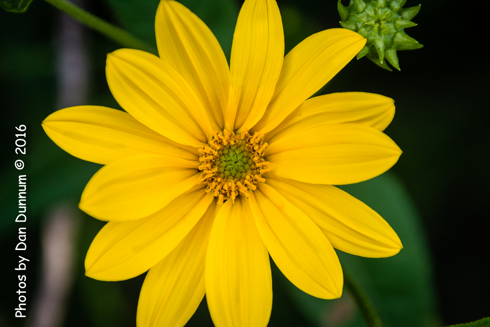 Wild Flowers-2210.jpg
