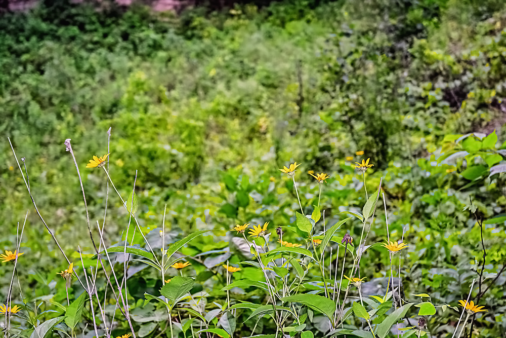 Wild Flowers #3.jpg