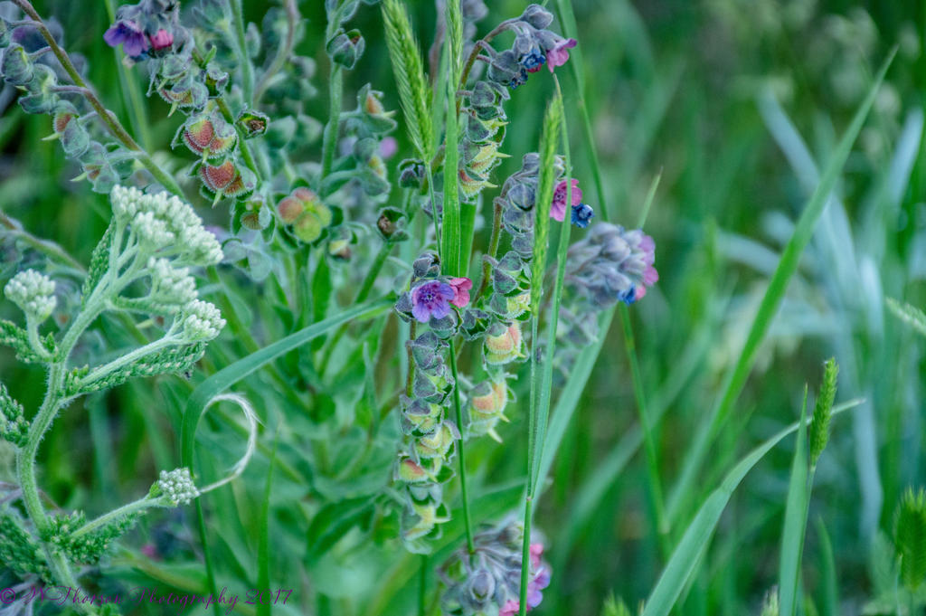 Wild Flowers at Lost Creek Reservoir #2 6-14-2017.jpg