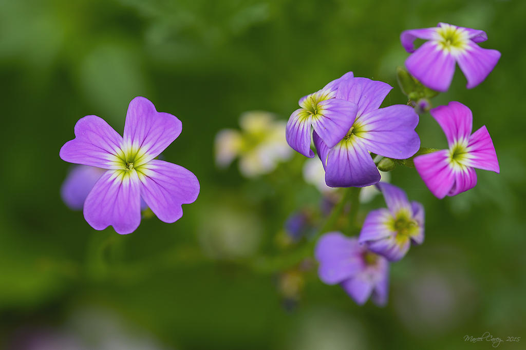 wild flowers.jpg