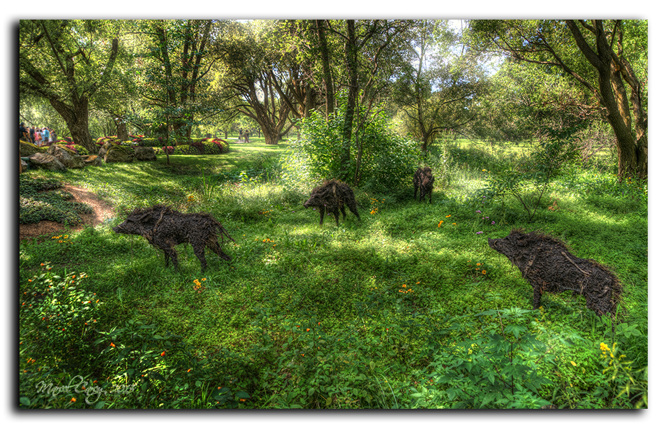 wild hoars HDR.jpg