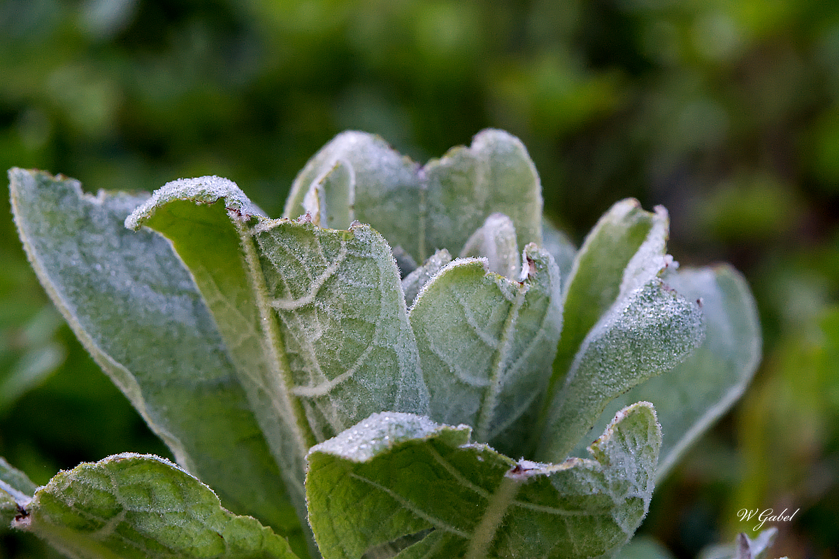 Wild lambs ear sm.jpg