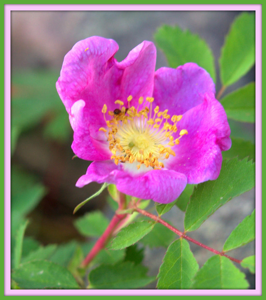 Wild Pink Flower.jpg