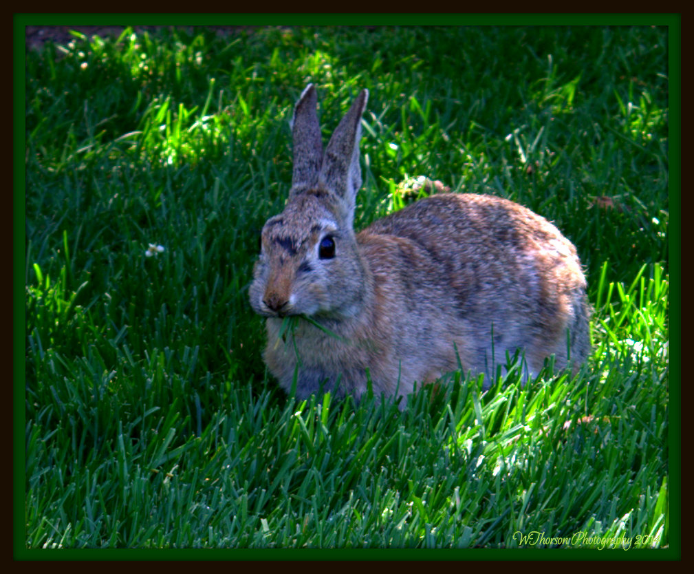 Wild Rabbit.jpg
