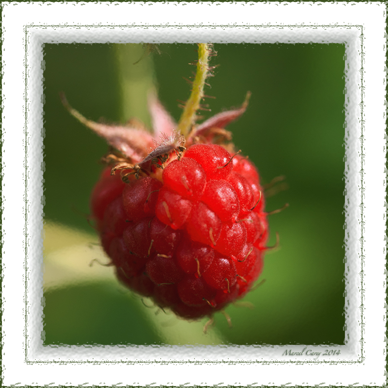 wild rasberry.jpg