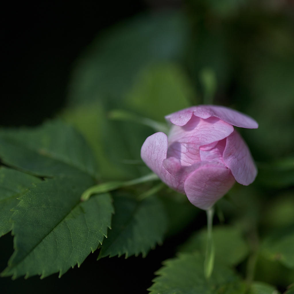 Wild-Rose.jpg