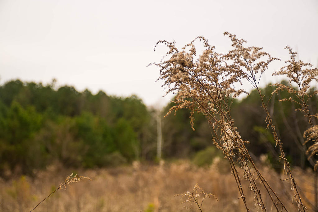Wild Weeds of January.jpg