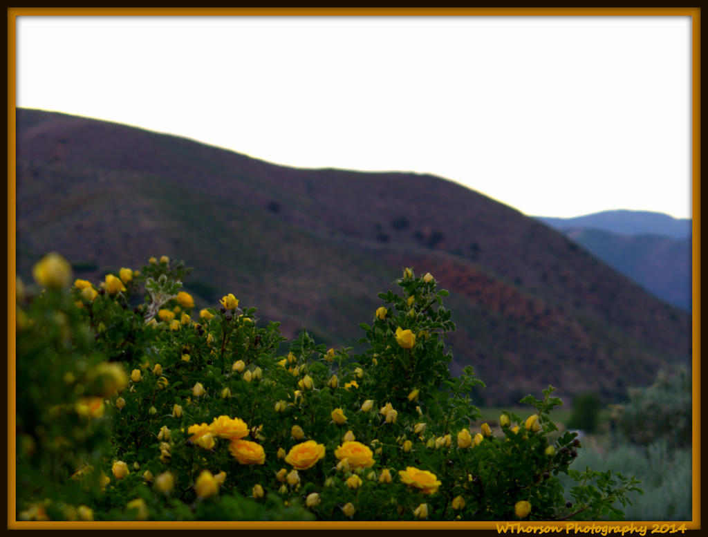 Wild Yellow Roses.jpg