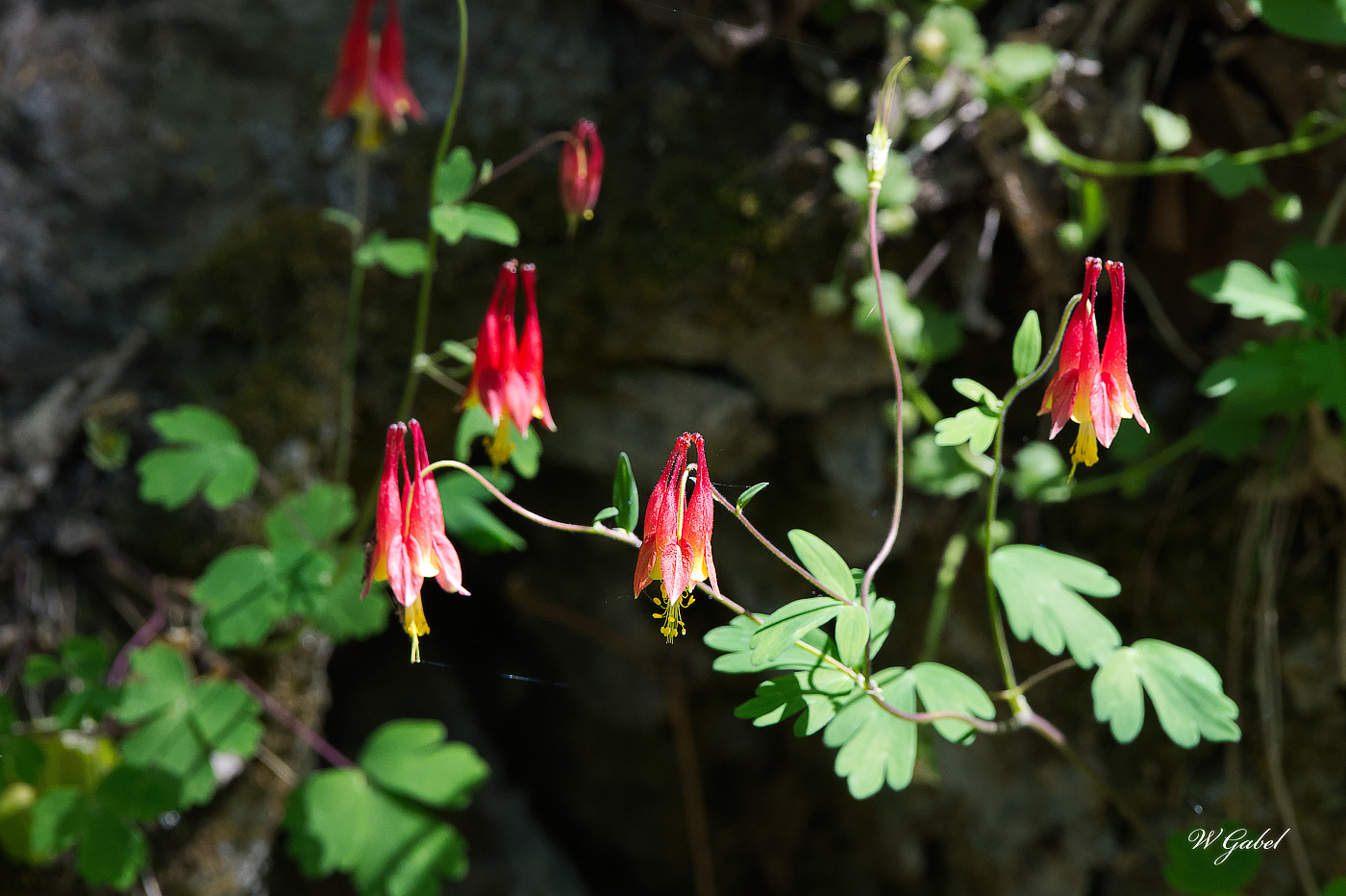 WildColumbine0398 sm.jpg