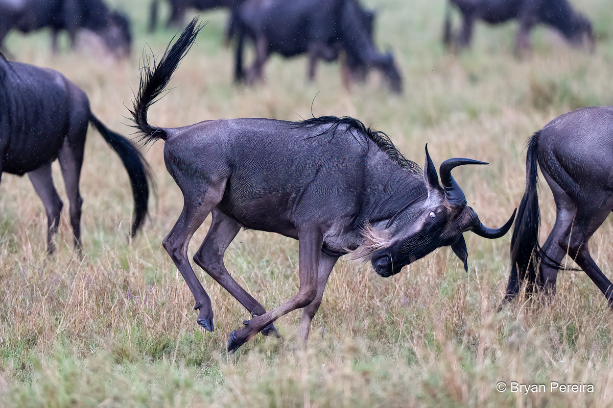 wildebeest_DSC1351_bp.JPG