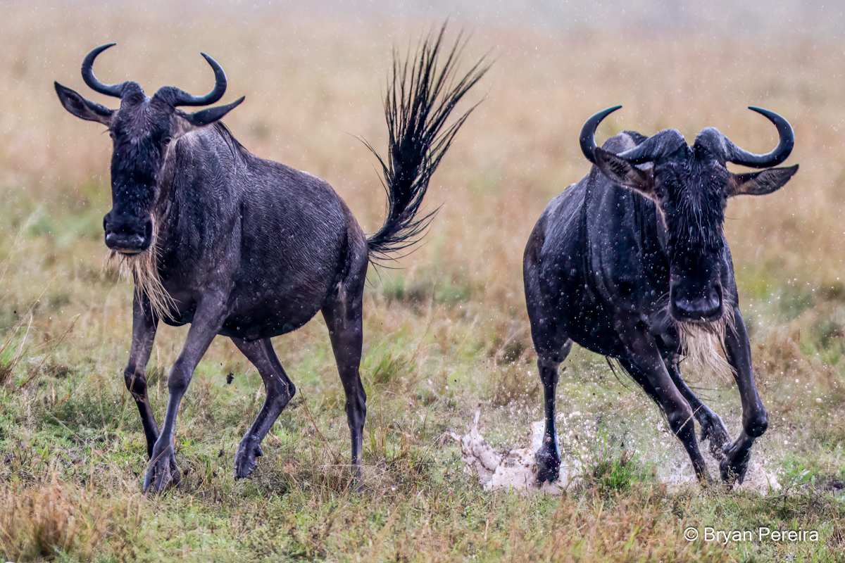 wildebeest_DSC1395_bp.JPG