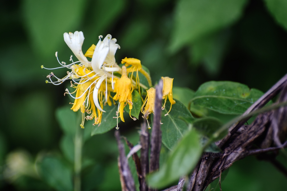 Wildflower--10 (1000x667).jpg