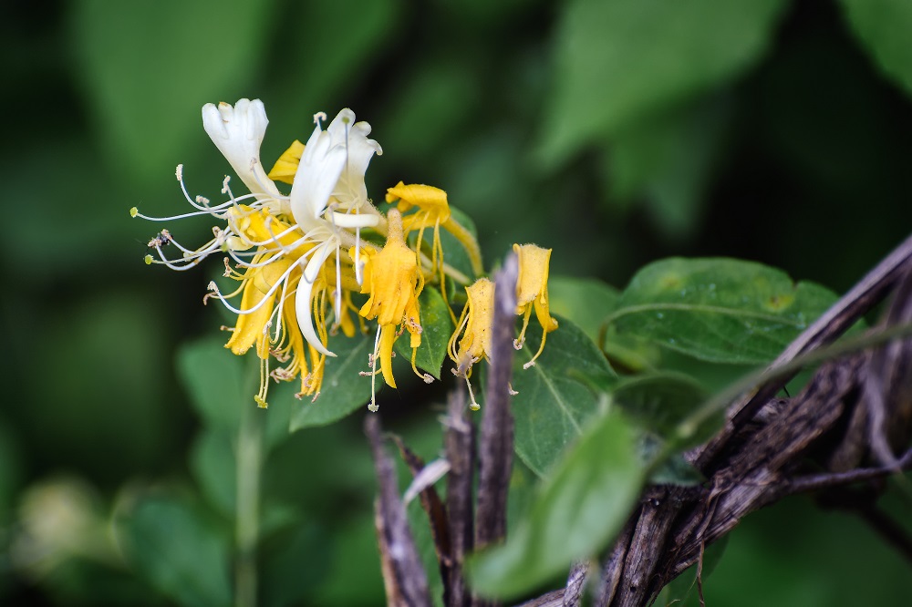 Wildflower--10.jpg