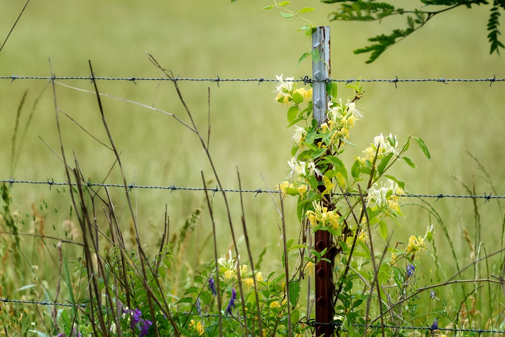 Wildflower- (1000x667).jpg