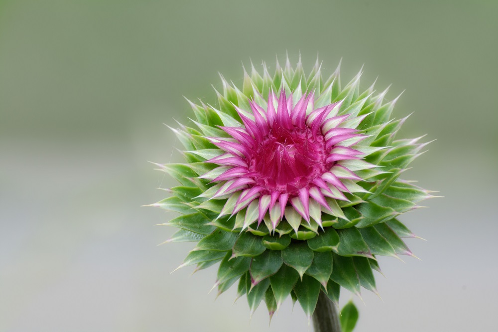 Wildflower--2.jpg