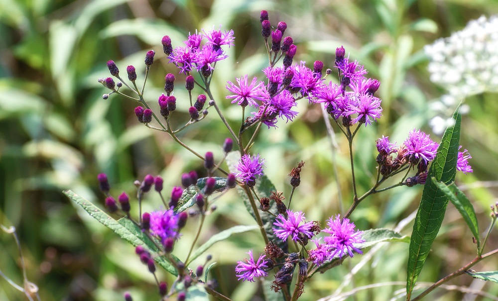 wildflower--2.jpg