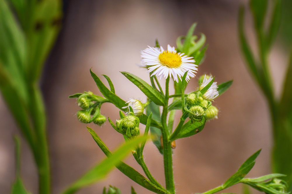 Wildflower--3.jpg
