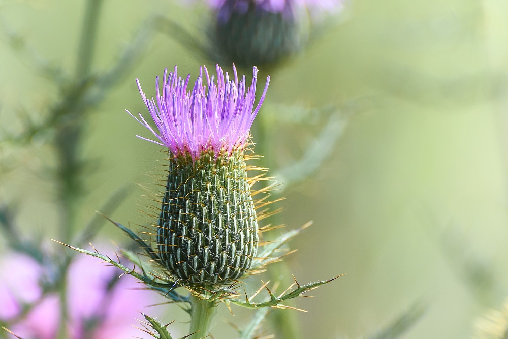 wildflower--3.jpg