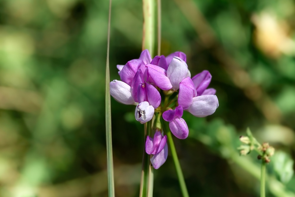 wildflower--4.jpg