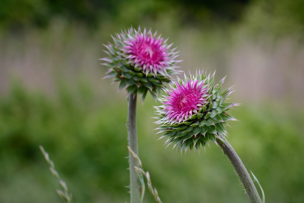 Wildflower--5.jpg
