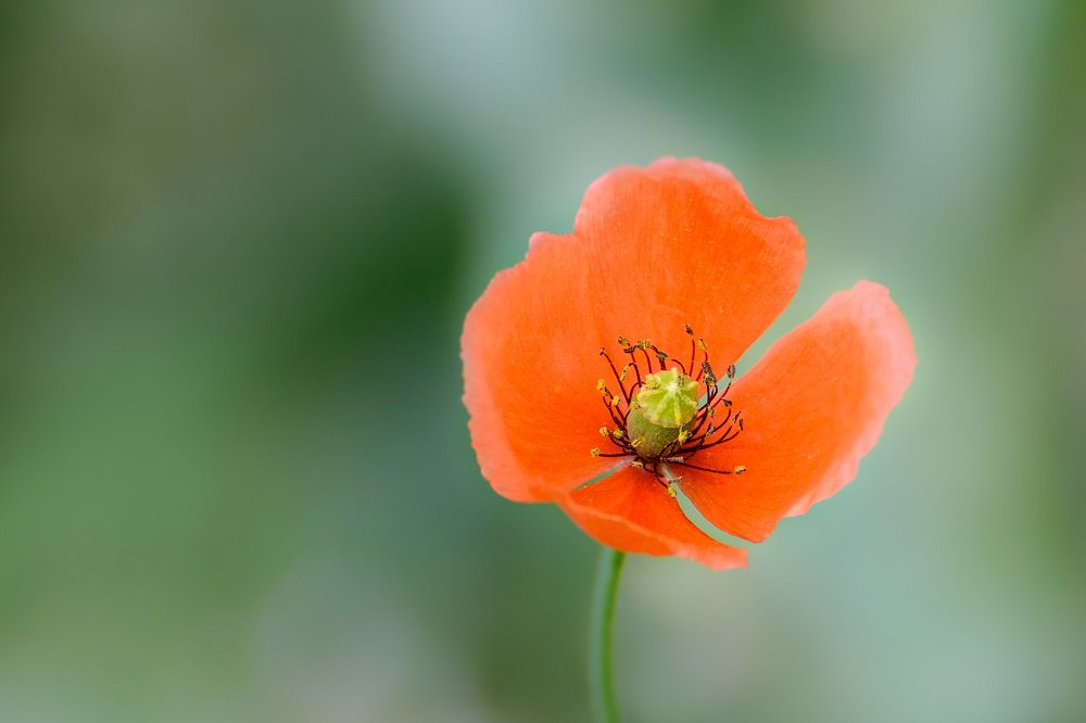 Wildflower--6.jpg