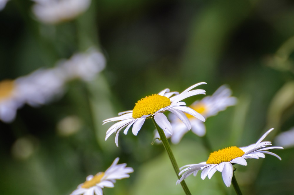 Wildflower--7.jpg