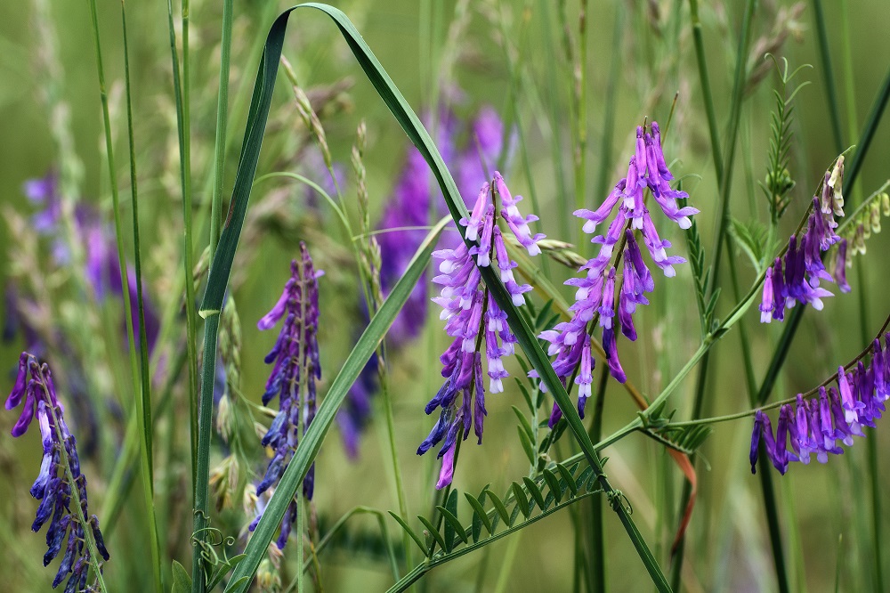 Wildflower--9.jpg