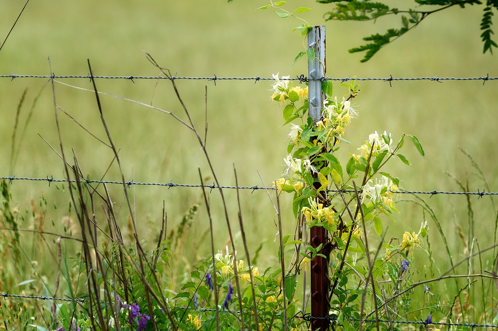 Wildflower-.jpg