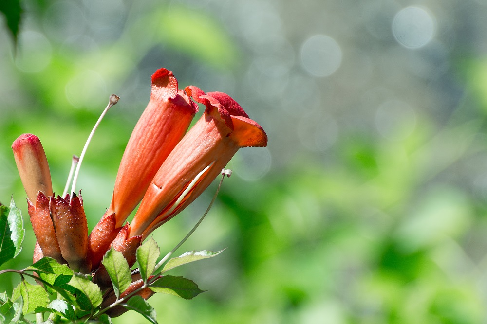 wildflower-.jpg