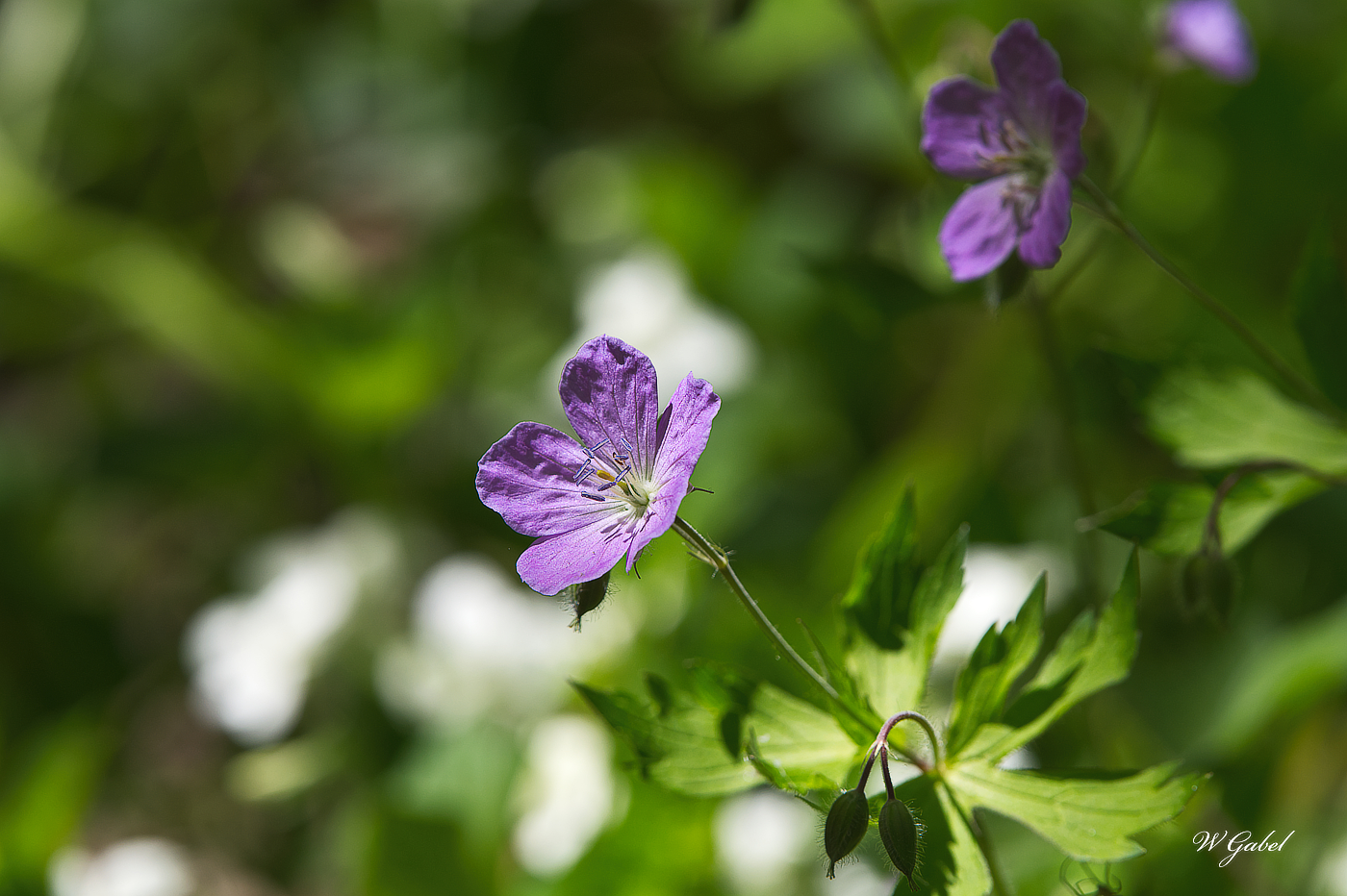 WildGerainum0437 sm.jpg