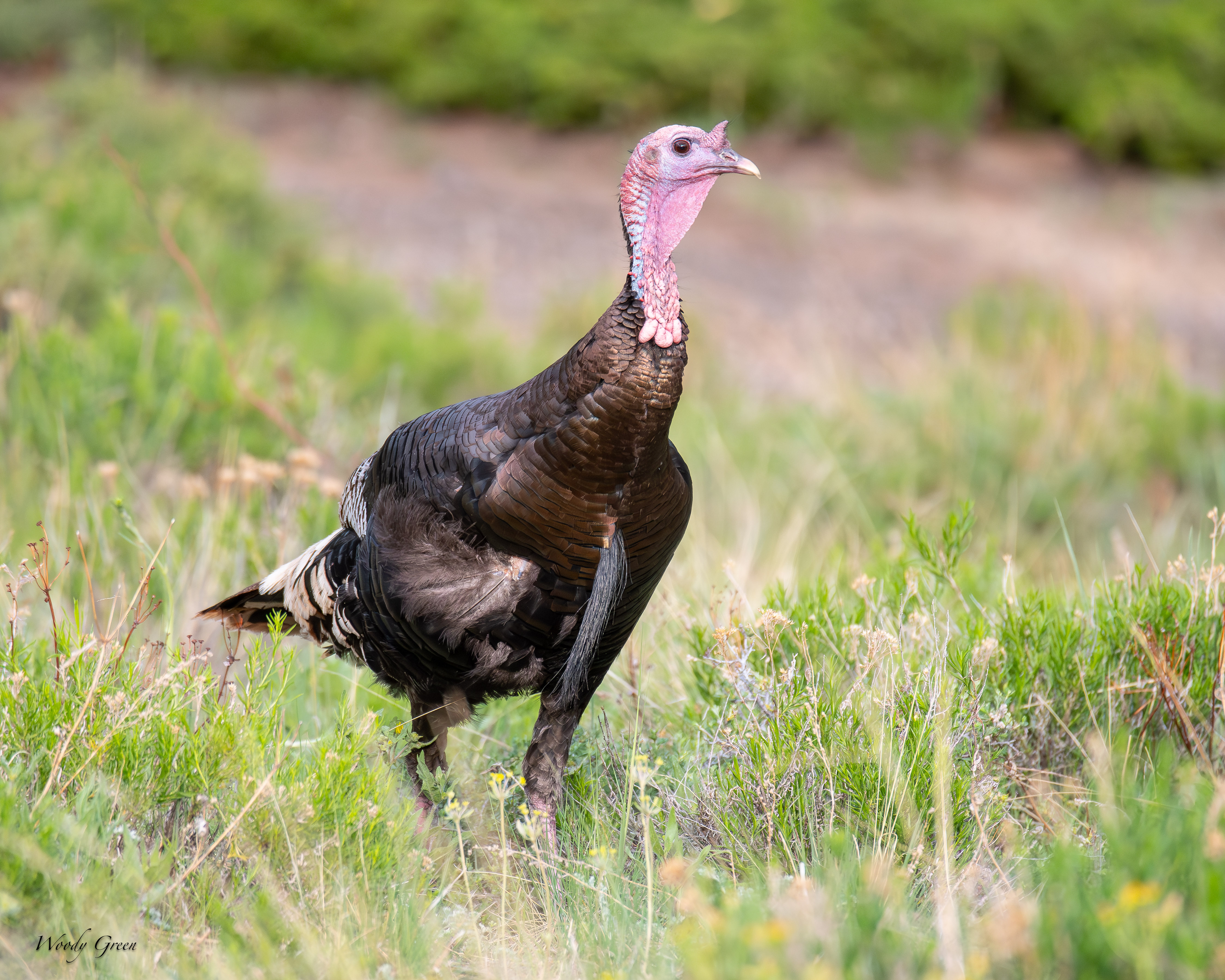 WildTurkey-46.jpg