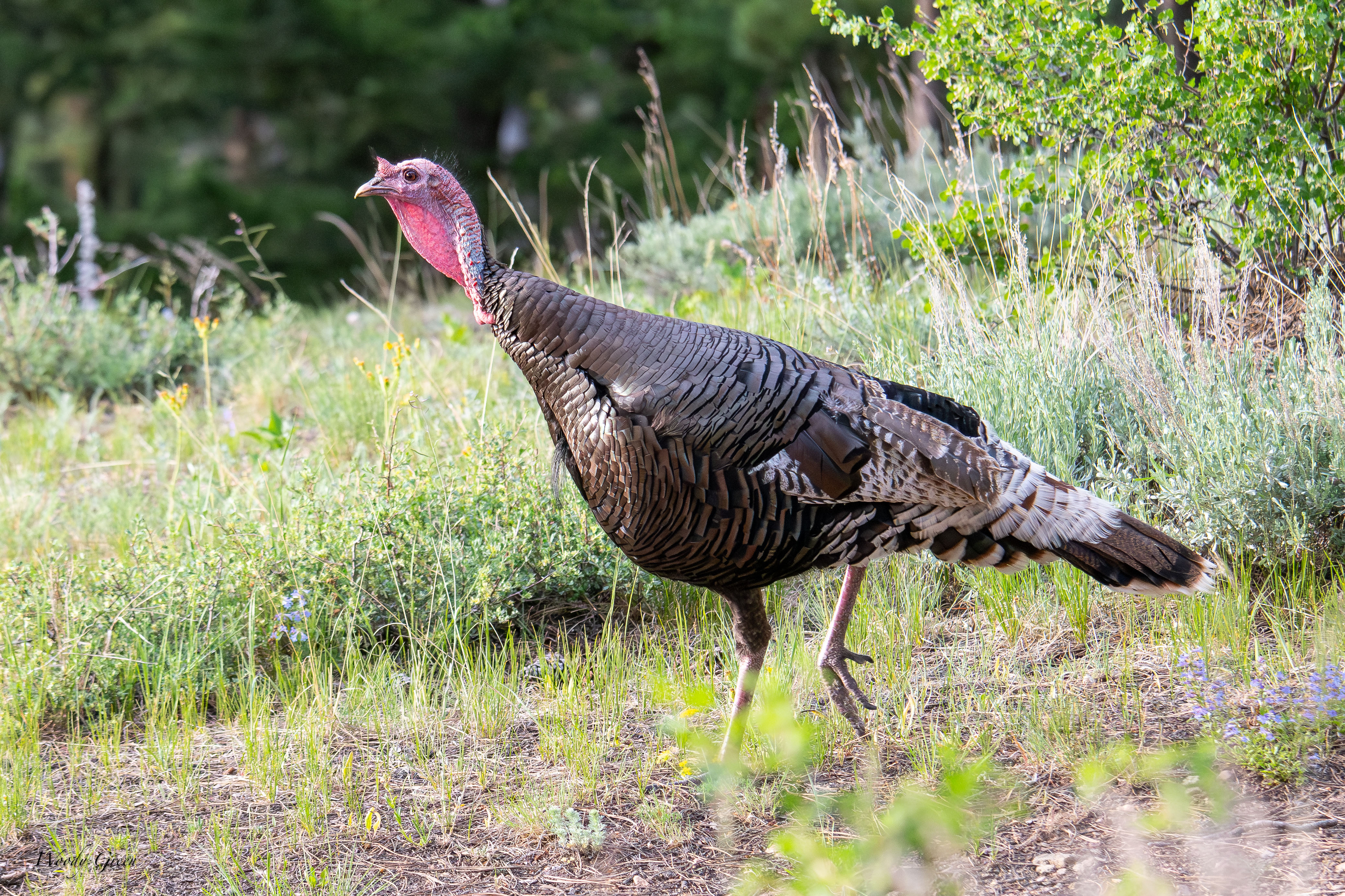 WildTurkey-47.jpg