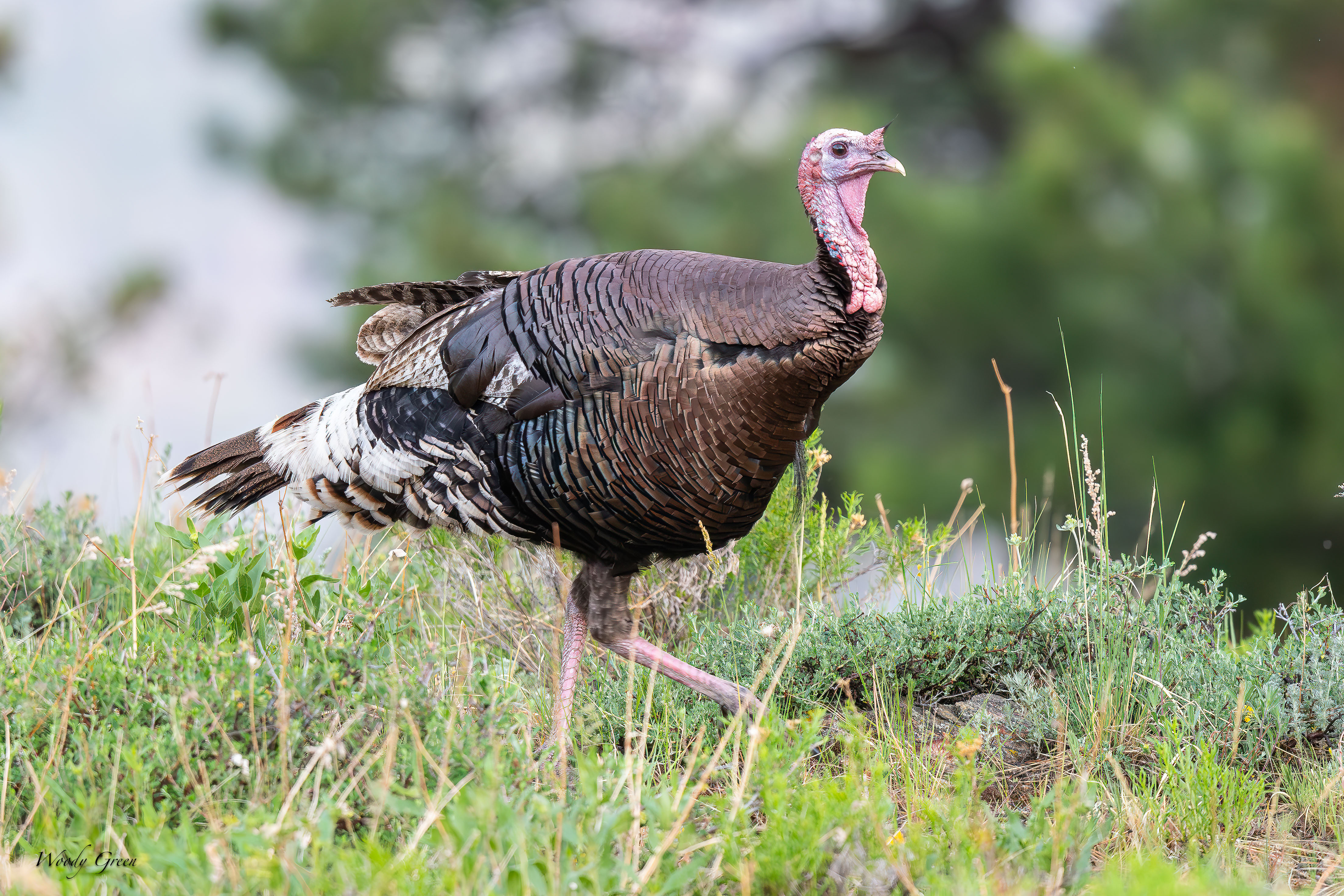 WildTurkey-51.jpg