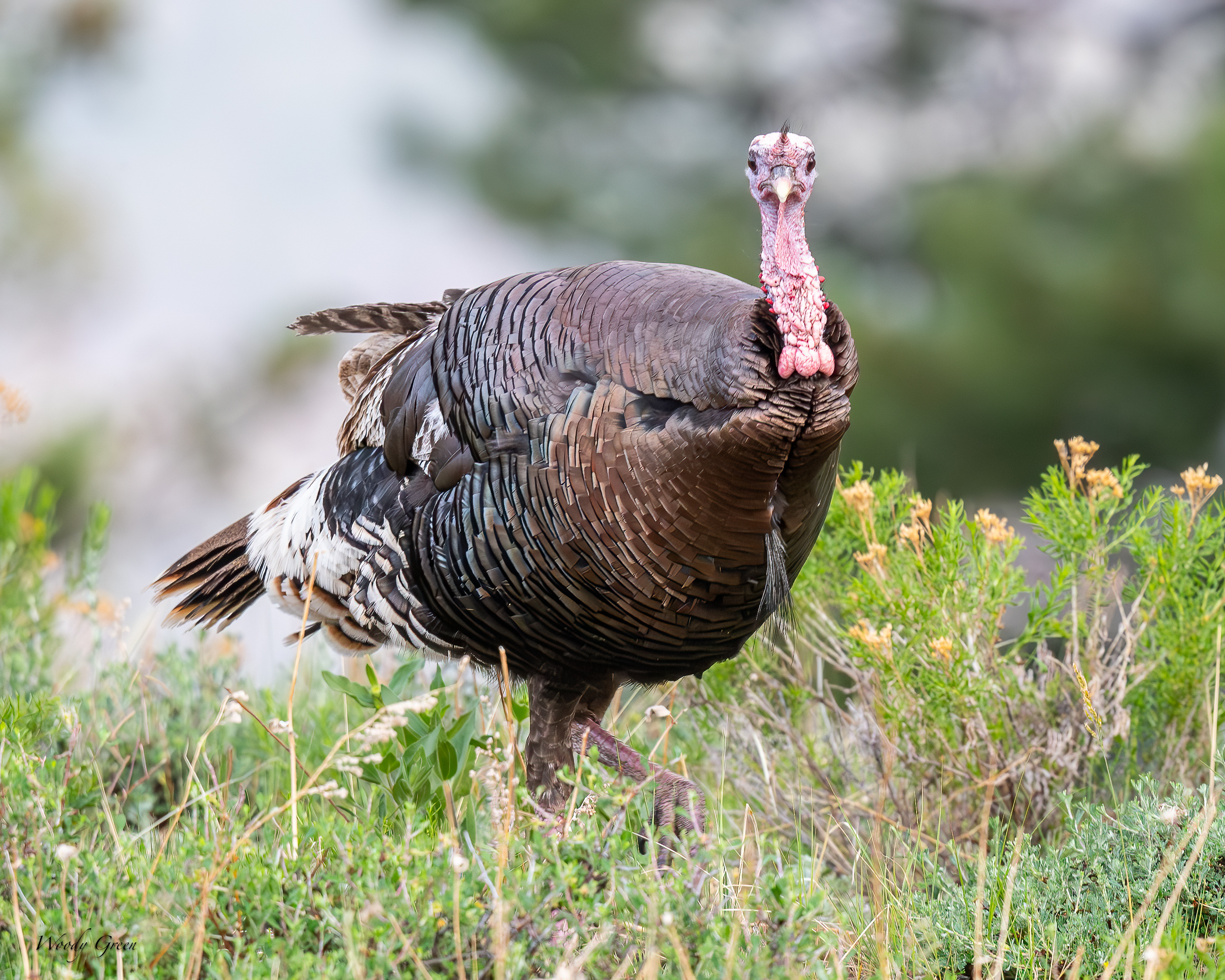 WildTurkey-52.jpg