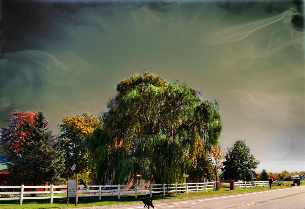 Willow.jpg