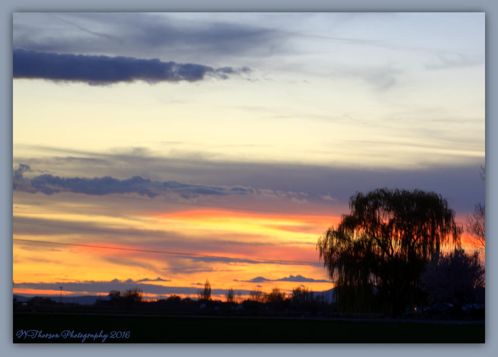 Willow Tree at Sunset 4-10-2016.jpg